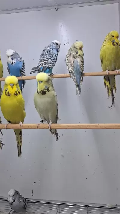 Show Jumbo Muhabbet Kuşları