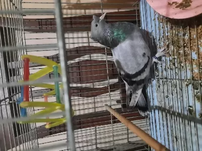 Sağlıklı Taklacı Güvercin