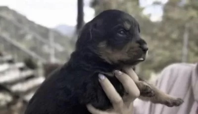 Rottweiler Safkan Köpekler