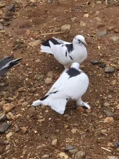 Kelebek Edremit Güvercin