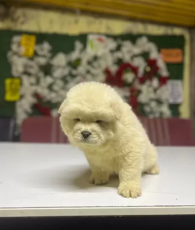 Chow Chow Yavrularımız