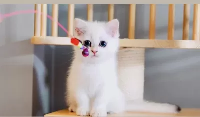 Sevgi Dolu British Shorthair Dişi