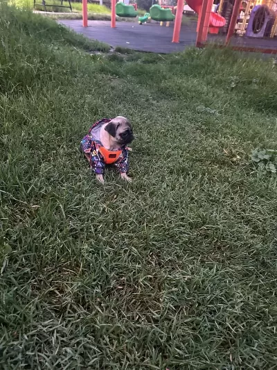 Sağlıklı 1 Aylık Dişi Pug