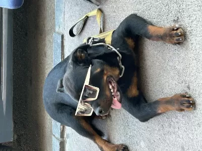 Alman İrkı Rottweiler Anne Baba Fotosuda Atılacaktır
