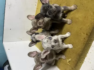 Saf Kan French Bulldog Yavruları