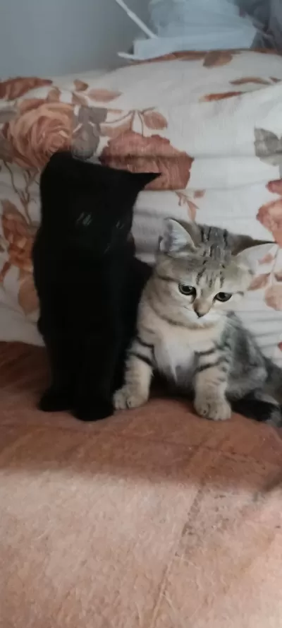 British Shorthair Silver Tabby