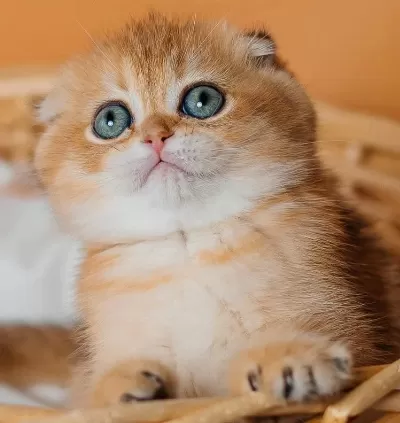 Altın Portakal Golden Scottish Fold