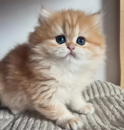 Orjinal Safkan Golden British Longhair