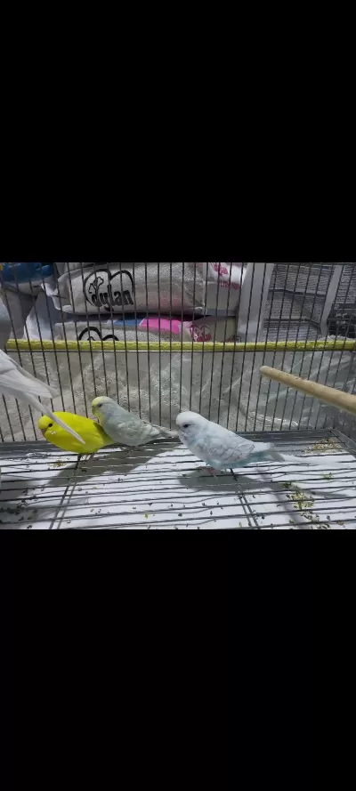 8 Aylık Muhabbet Kuşlar