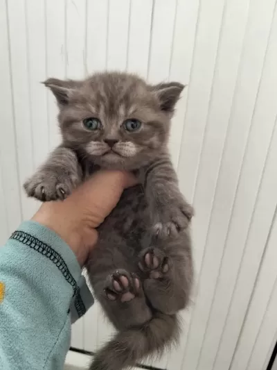 Çikolata Tabby British Shorthair Bebekler