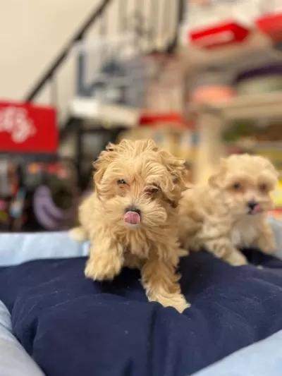 Tüy Dökmeyen Hipoalerjenik Safkan Teacup Maltipoo