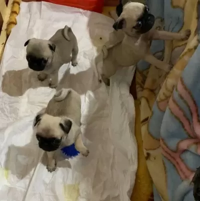 Pug Yavruları