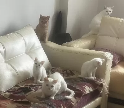 Harika Cins Kediler