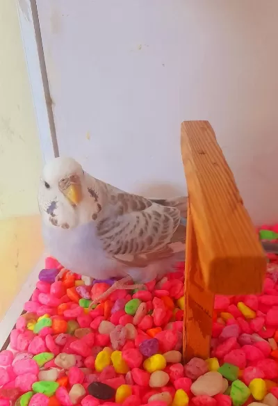Güzel Renk Tam Kizgin Damizlik Dişi Sağlikli Kuşumuz