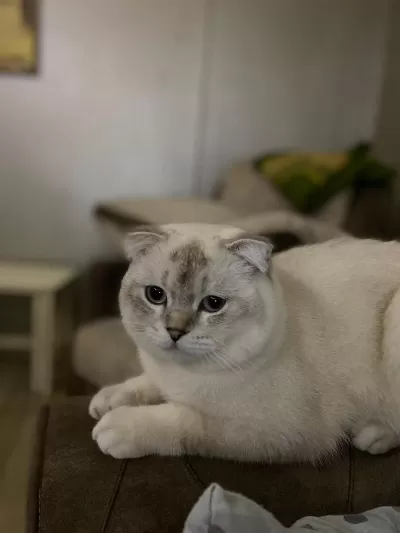 Kedimi Sahiplendirmek İstiyorum