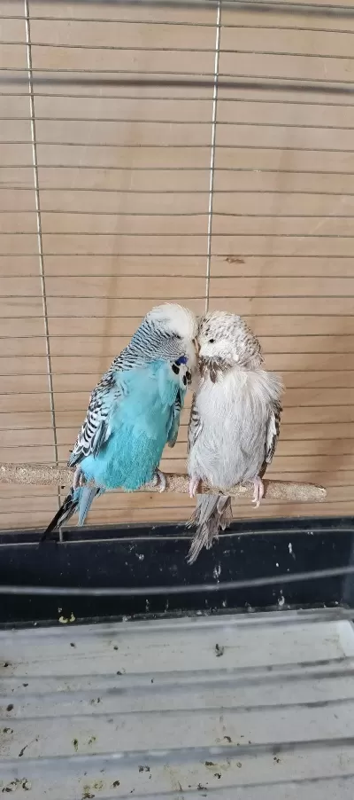 Show Jumbo Eşli Erkek Uysal Muhabbet Kuşumuz