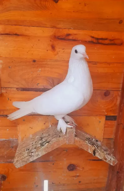 Beyaz Dişi İhtiyaci Olana Temiz İyi Soy Güvercin