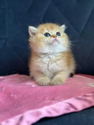 British Shorthair Golden Ny11