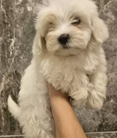 Maltese Yavrularımız