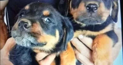 Muhteşem Güzellikte Safkan Rotweıller Yavrular