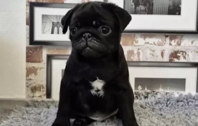 Sağlıklı Siyah Pug Safkan