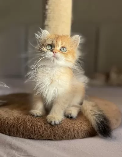Bebek Yüzlü Golden Ny11 Ny12 British Longhair