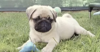 Harika Pug Safkan