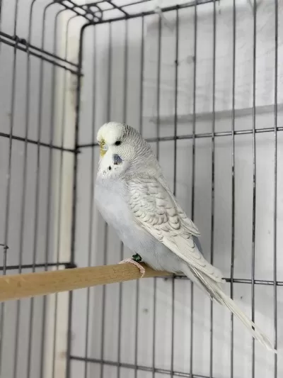 Dişi Jumbo 10 Aylık Muhabbet Kuşu