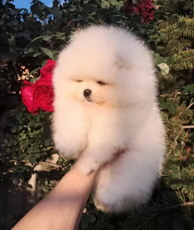 Petmode Köpek Çiftliğinden Pomeranian Yavrular