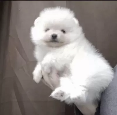 Pomeranian Boo Köpeği