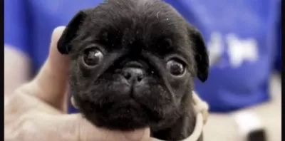 Pug Safkan Köpeğimiz İçin Ulaşin