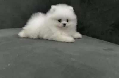 Pomeranian Boo Beyaz