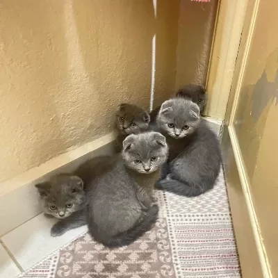 Yeni Doğan Kedilerime Sicak Yuva Araniyor
