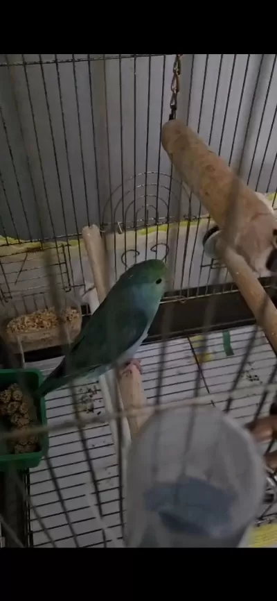 Erkek Yavru Forpus Papağanı