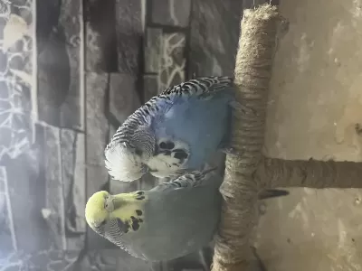 Yumurta Hazirliğinda Genç Takim