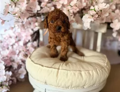Ruhsatli Köpek Çiftliğinden Toy Poodle Yavrularimiz