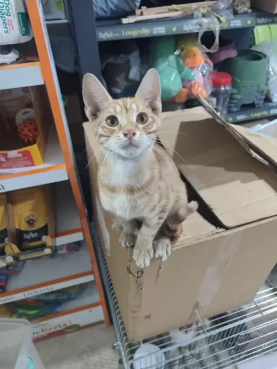 Sarman 2 Aylık Erkek Aydın Merkez