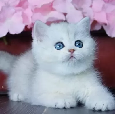 Mavi Göz Ns1133 British Shorthair