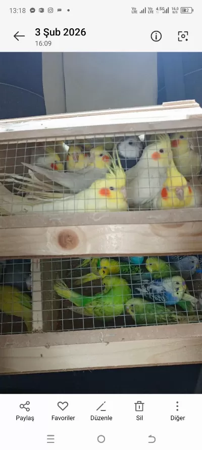 Muhabbet Kuşumuz Her Renkte