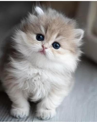 Pofuduk Ay Golden British Longhair
