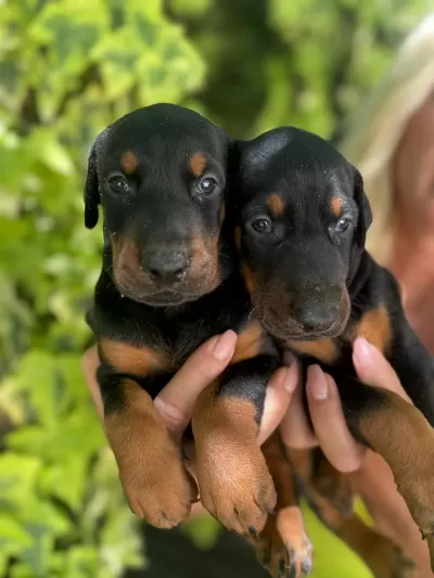 Doberman Yavrularimiz
