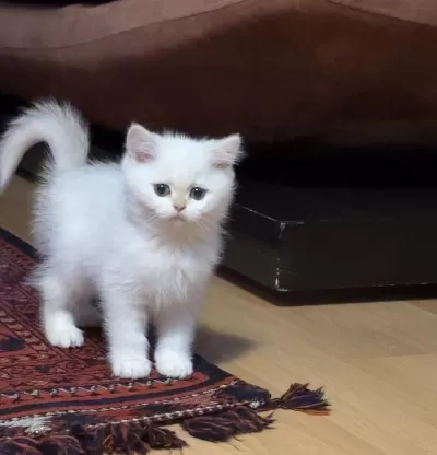Safkan British Shorthair Bebişler