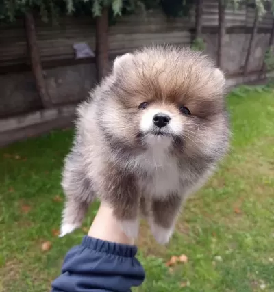 A Kalite Sıfır Beden Pomeranian Boo Yavrular
