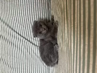 Evinize Neşe Katacak Scottish Fold Minikler