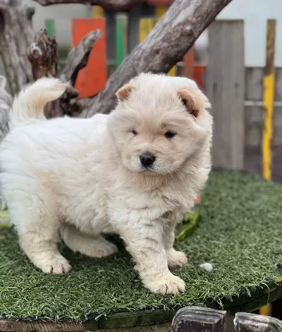 Chow Chow Çiftliğinden