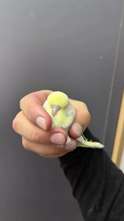 Ele Kola Aliştirmalik Üst Düzey Erkek Şhow Jumbo Muhabbet