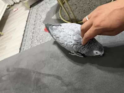 Full Evcil Jako Papağani Konuşuyor