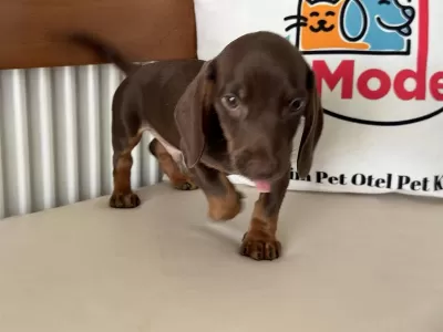 Ankaranın En Seçkin Dachshund Yavrusu