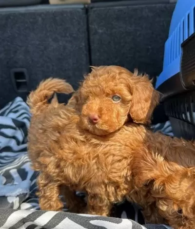 Renkli̇ Göz Kore Kan Ev Üreti̇mi̇ Toy Poodle Yavrularimiz