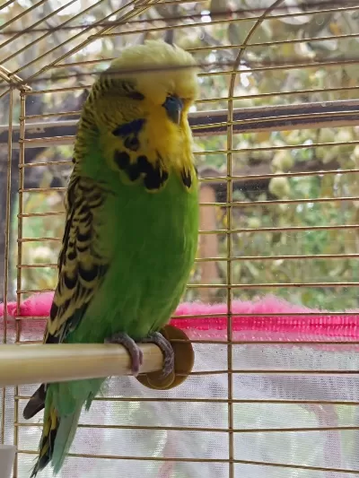 Satılık Sow Jumbo Muhabbet Kuşu